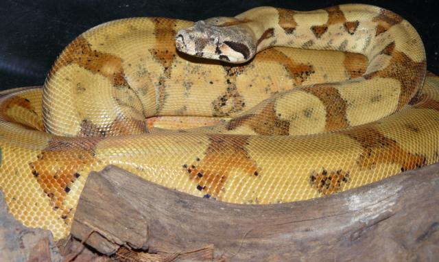 Boa Constrictor