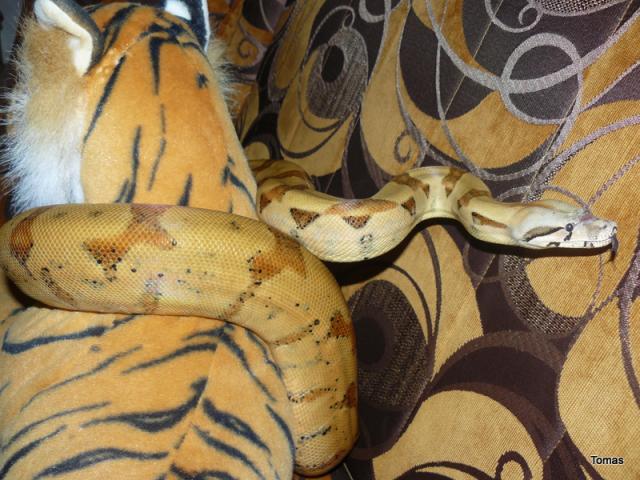 Boa Constrictor