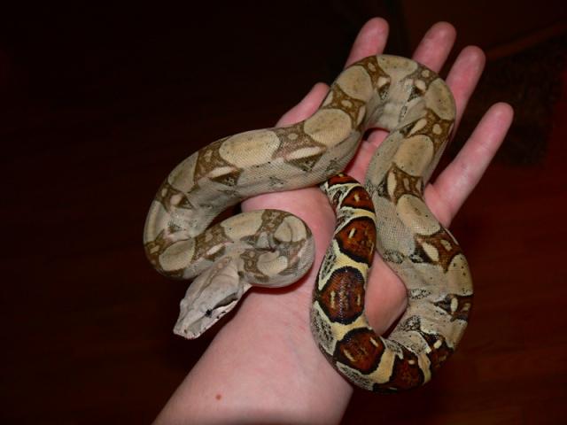 Boa Constrictor sp.