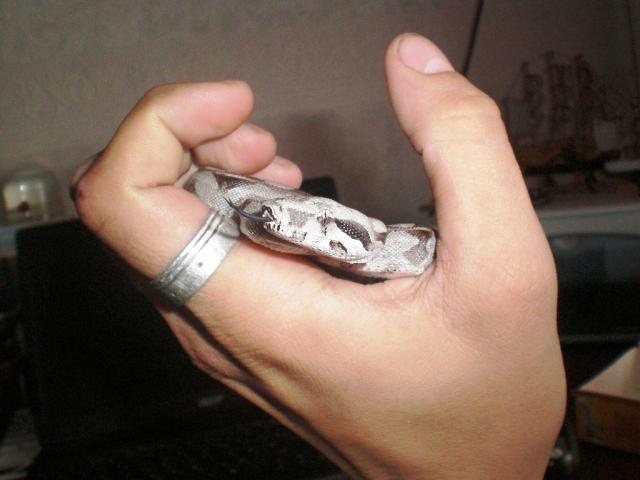 Boa Constrictor