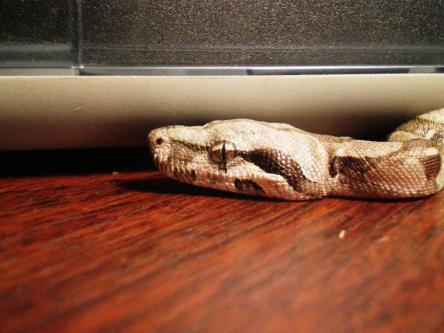 Boa Constrictor