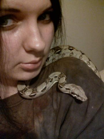 Boa constrictor