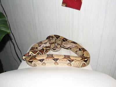 Šildaus