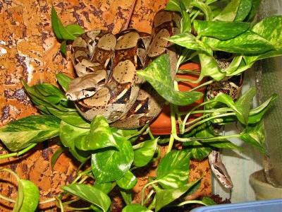 Boa constrictor - alpinistai 1