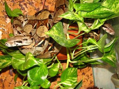 Boa constrictor - alpinistai 2