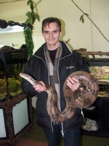 Boa constrictor patinas