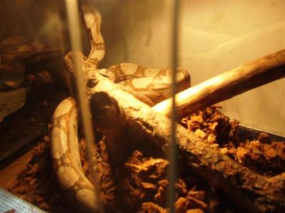 Boa constrictor šildosi 1