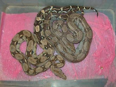 Boa constrictor porelė