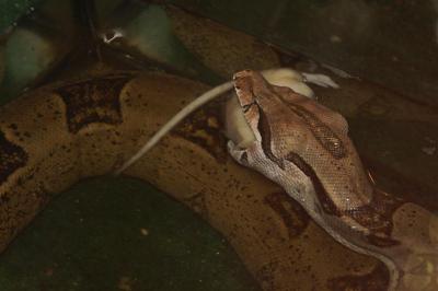 Boa constrictor suaugęs 1