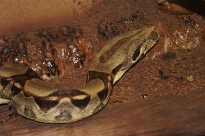 Boa constrictor suaugęs 2
