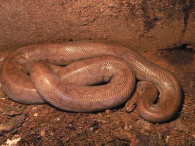Epicrates cenchria maurus