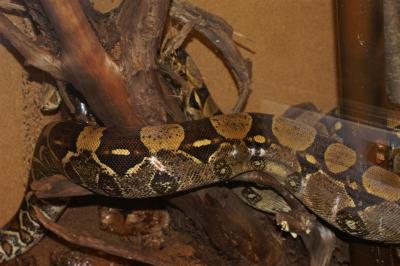 Boa constrictor suaugęs 3