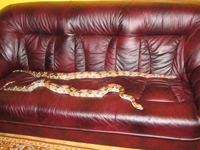 Boa constrictor paaugliai