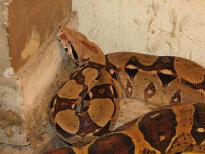 Boa constrictor constrictor patelė