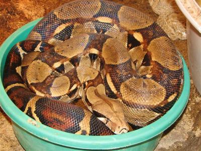 Boa constrictor constrictor patelė 2