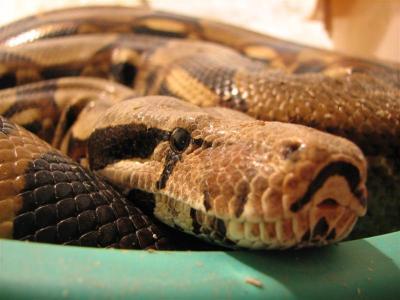 Boa constrictor constrictor patelė 3