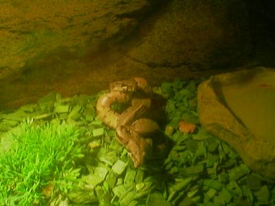 Boa constrictor babies