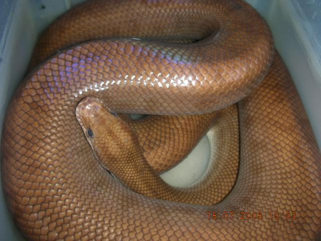 Rainbow boa