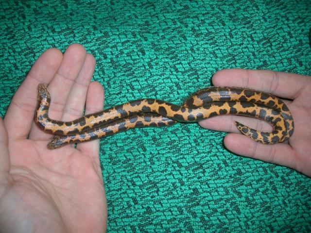 Sand boa