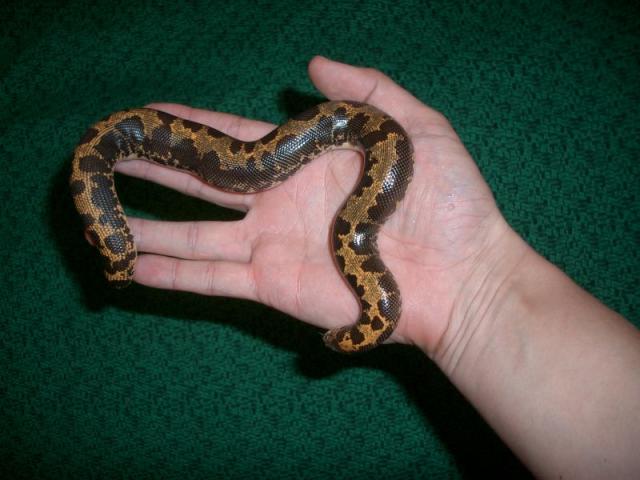 Sand Boa