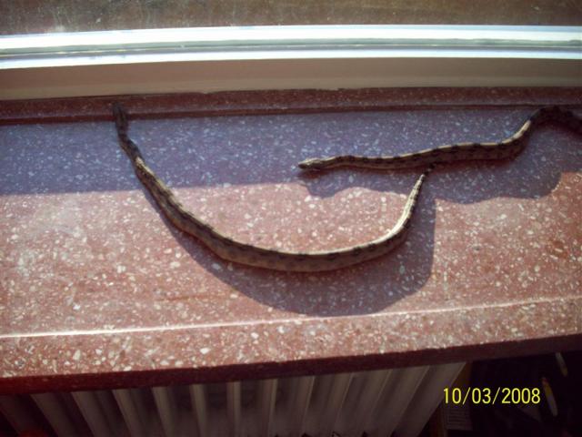 Boa constrictor