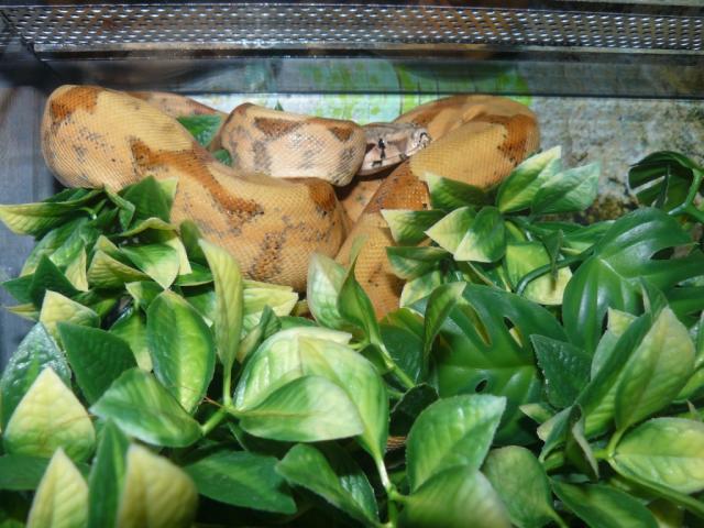  Boa Constrictor