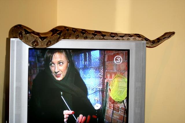 on TV