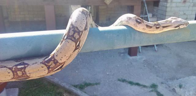 Boa 