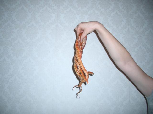 Pantherophis guttatus