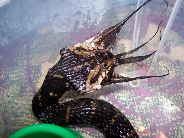 nerodia fasciatus