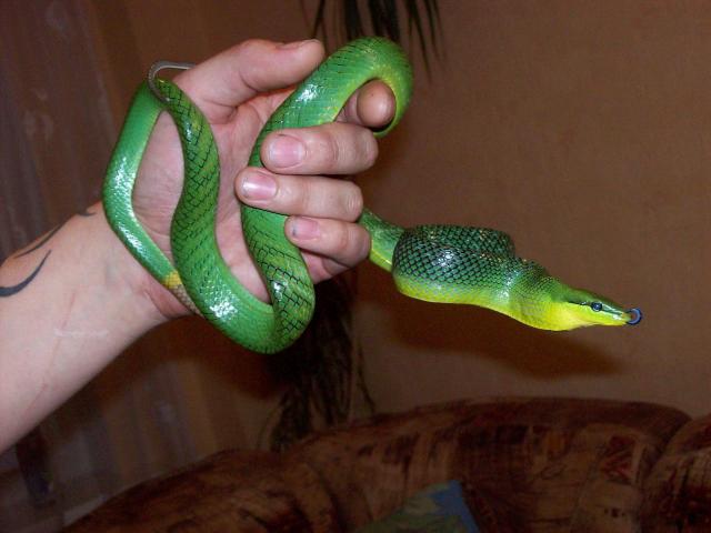 gonyosoma