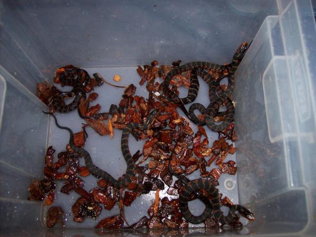 naujagimiai
