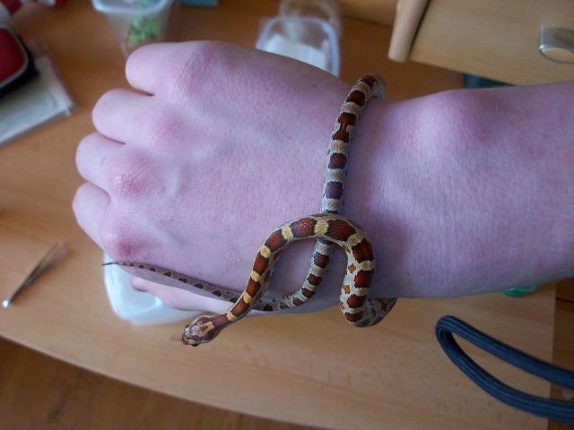 Corn snake