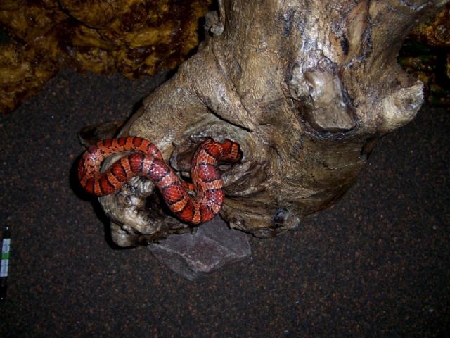 P. guttatus