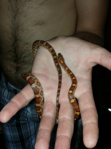Naujasis gyventojas :) 