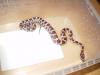 Spausk peržiūrai 1_t1_1_2_3_4.jpg