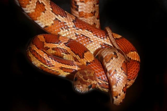 Elaphe guttata