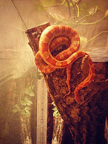 Pantherophis Guttatus