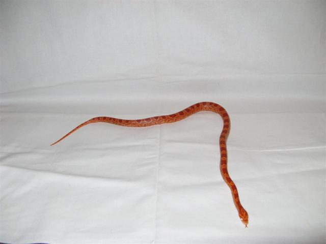 Kornius