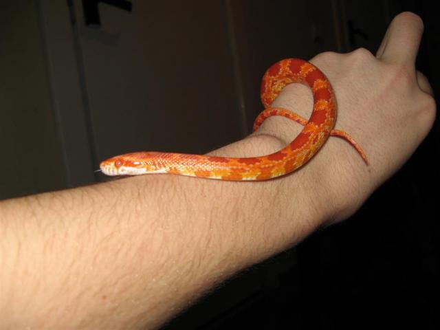 P. Guttatus