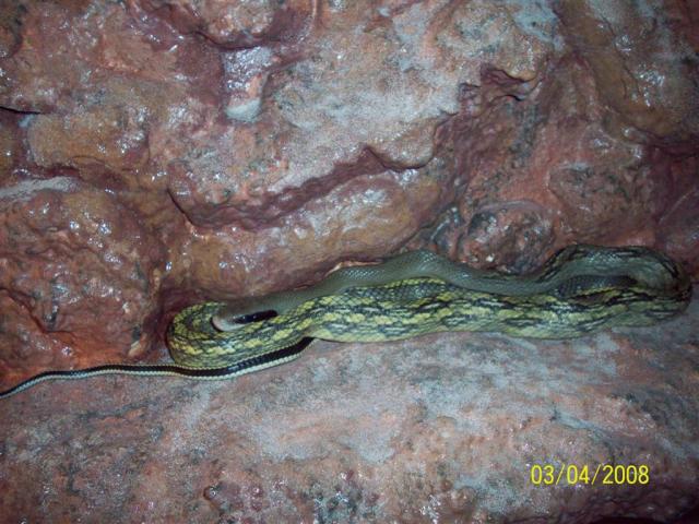 Orthriophis taeniurus spp.