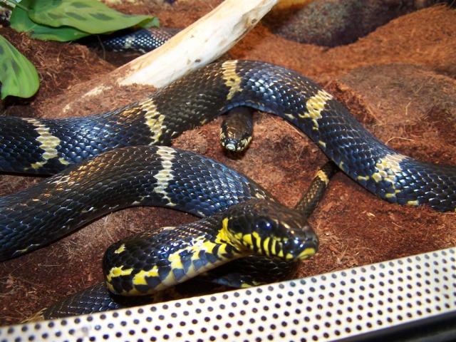Elaphe schrenkii
