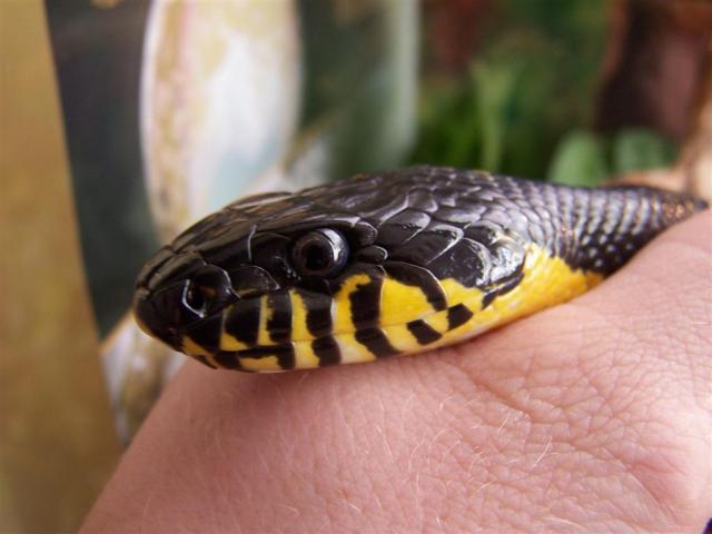 Elaphe schrenkii :)