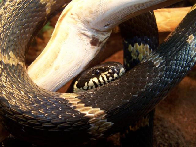 Elaphe schrenkii