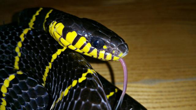 Boiga dendrophila