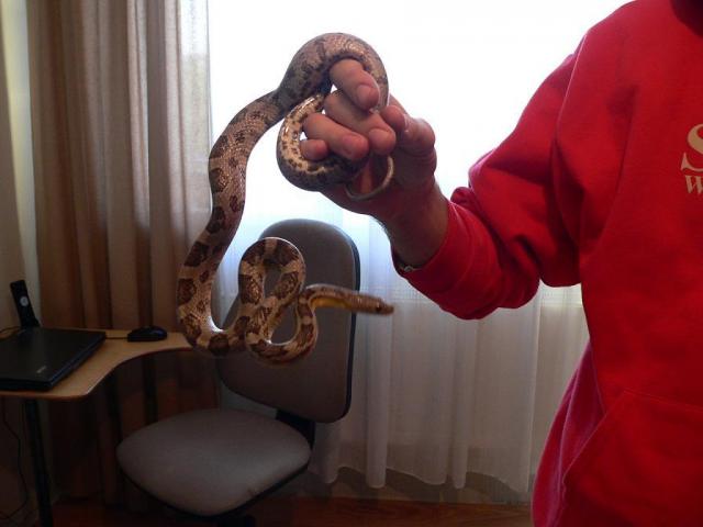 Black albino