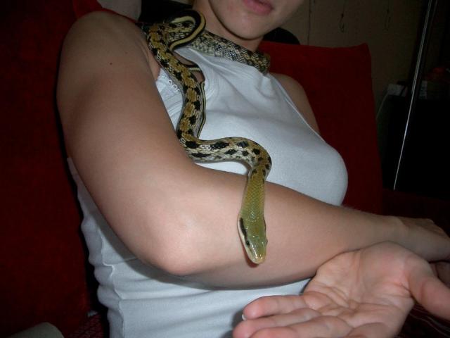 Taivanis