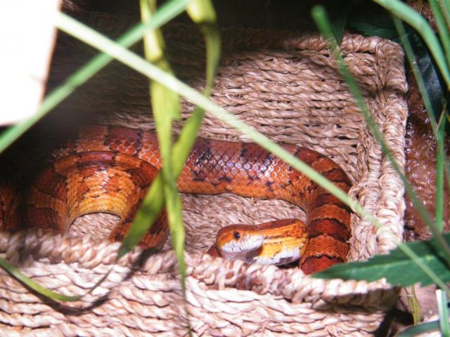 Corn snake