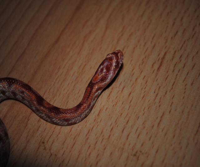 albinosas :)
