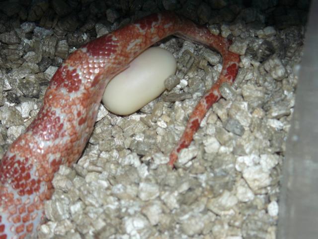 Pantherophis guttatus
